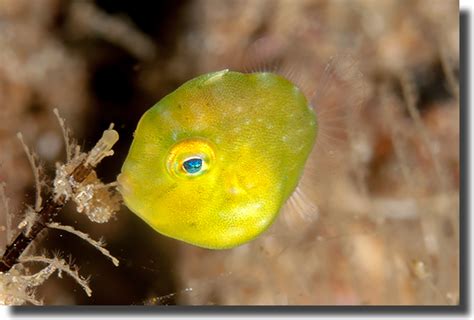 Filefish, ¿Un pez con la personalidad de un gato?