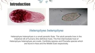  Heterophyes Heterophyes: ¿Un gusano parásito que disfruta de un banquete en tus entrañas?