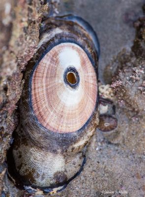  Keyhole Limpet: Una Pequeña Maravilla Concha que Habita en las Profundidades y Se Alimenta de Algas Microscópicas