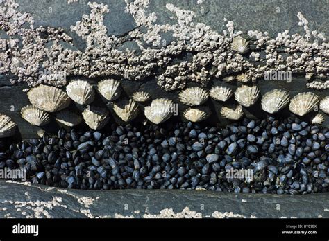  Limpets: The Tiny Architects of Coastal Rockpools!