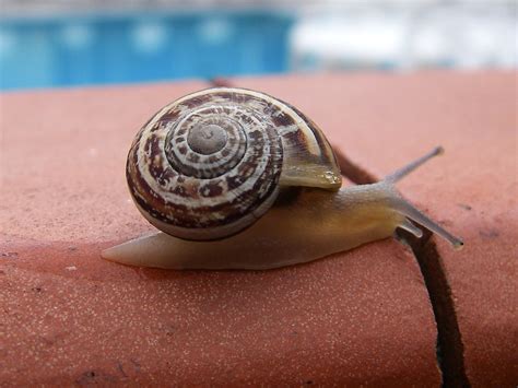  Mitra! Un Caracol Hermoso con una Concha Espiralada Impresionante