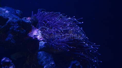  Tentacled Trumpet Coral: A Deep-Sea Symphony in Soft Hues and Rhythmic Movements!