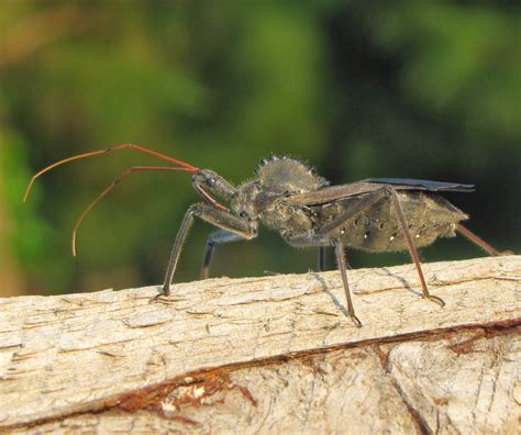  Ulomoidesdermatocoris  ¿Un insecto que parece un pequeño dinosaurio?