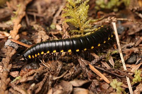  Yellow-Spotted Millipede: Una Criatura Subterránea con Numerosas Piernas que Te Dejarán Asombrado!