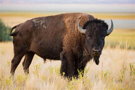  Bisonte: ¡Un gigante peludo con una historia fascinante de resiliencia!