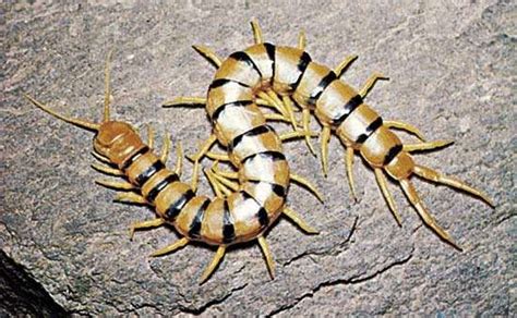  Centipede! An Arthropod Enigma With Legs Galore