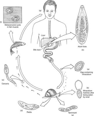  Clonorchis!  Un Gusano Trematoda Que Vive En Las Vesículas Biliares De Los Mamíferos