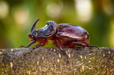  El escarabajo rinoceronte: ¡Una joya viviente con una armadura que te dejará boquiabierto!