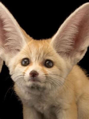  Fennec ¡Un pequeño zorro del desierto con orejas gigantes que parecen satélites para captar cada susurro del viento!