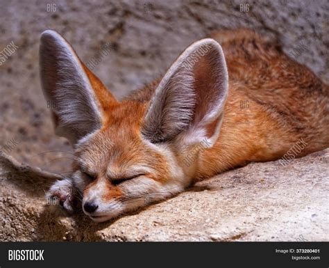  ¿Fennec? El zorro del desierto con orejas gigantes que te robarán el corazón