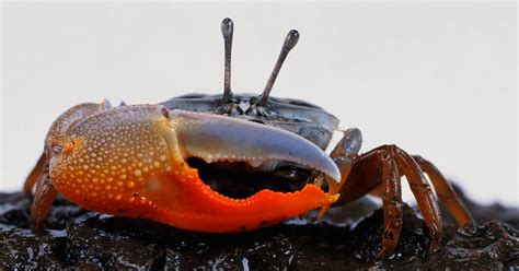  Fiddler Crab: ¿Sabías que este pequeño crustáceo puede cambiar de sexo y tiene una pinza gigante para atraer a las hembras?