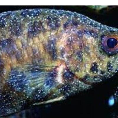  Ichthyophthirius multifiliis: Un parásito invisible que causa estragos en la vida acuática! 