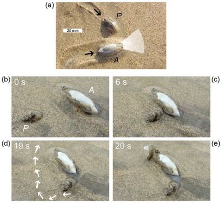  Ictiosoma: ¿Un Maestro del Arte de la Inmobilidad en una Telaraña Invisible?