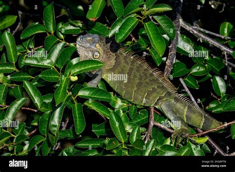  Iguana: ¡Un Maestro del Disfraz con Colmillos de Hojas!