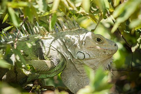  Iguana: Un reptil que escama su camino hacia la cima de los árboles tropicales!