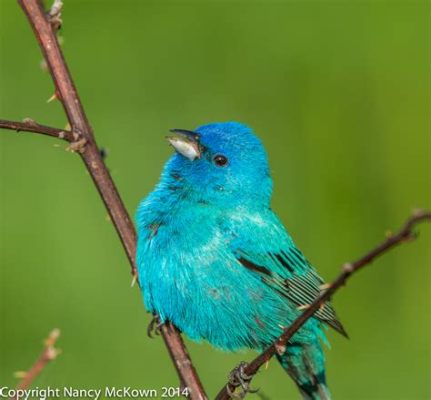 Indigo Bunting: ¿Conoces al ave cantora con plumas azules iridiscentes que se camufla entre las hierbas altas?!