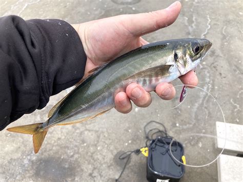  Jack Mackerel: Una Pescadería de Plata que Brilla en las Profundidades y baila con las Corrientes!