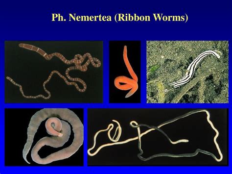  Nemertea: ¿Una lombriz que caza a sus presas con un arpón retráctil?