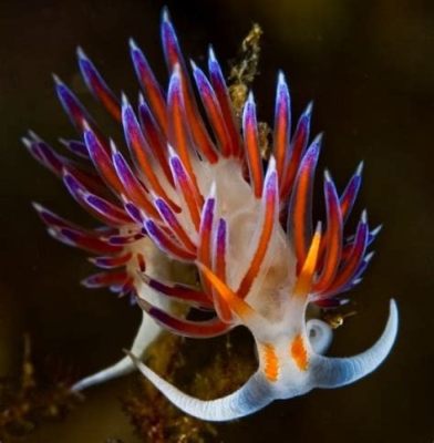  Nudibranchia ¿Los Bailarines Más Elegantes del Mundo Submarino?