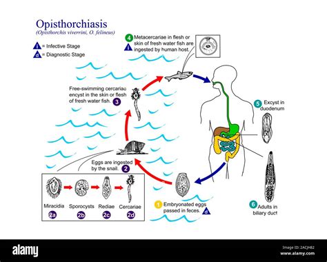  Opisthorchis! Un gusano que te dejará boquiabierto con su fascinante ciclo de vida