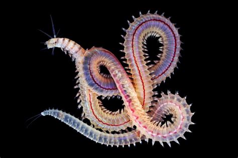  Polychaete Plume Worms: Unraveling the Mysteries of These Exquisitely Feathered Creatures of the Deep!