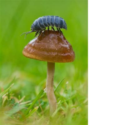  Roly-Poly: Una Maravilla de la Naturaleza con Mil Pies que Desafía la Gravedad!