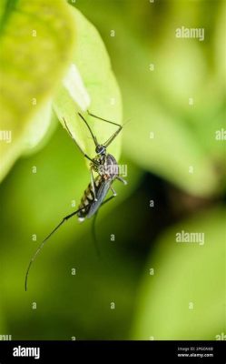  ¿Qué insecto se esconde bajo la luna llena? Descubriendo el fascinante mundo del Quinquenniatus sanguinus, una criatura diminuta con un gran apetito!