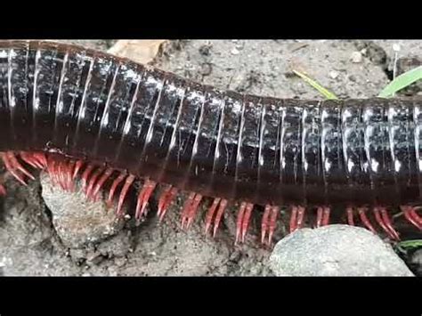  WoRMS: ¡Un tesoro viviente que esconde una armadura de mil patas! 