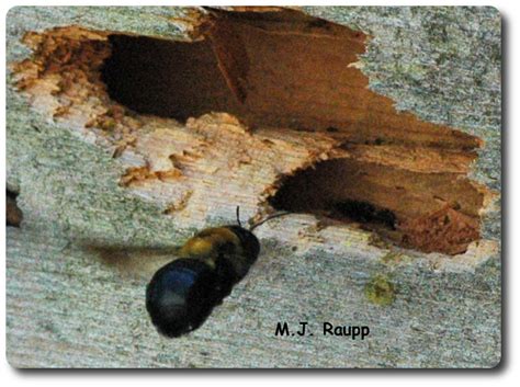  Xylocopa: ¡Descubre la abeja carpintera que construye sus hogares con madera!