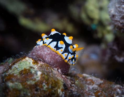  Yellow-Spotted Nudibranch: ¡Descúbre este pequeño maestro del camuflaje que se alimenta de sus vecinos!